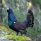 lecoqnicolas